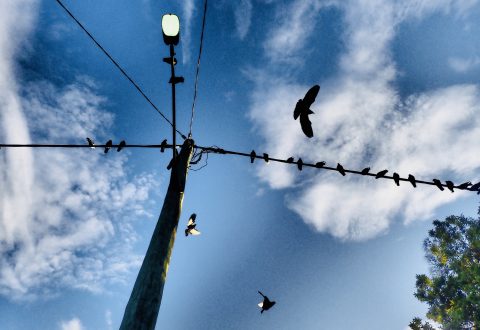 Bird on a wire #2 (Framed)