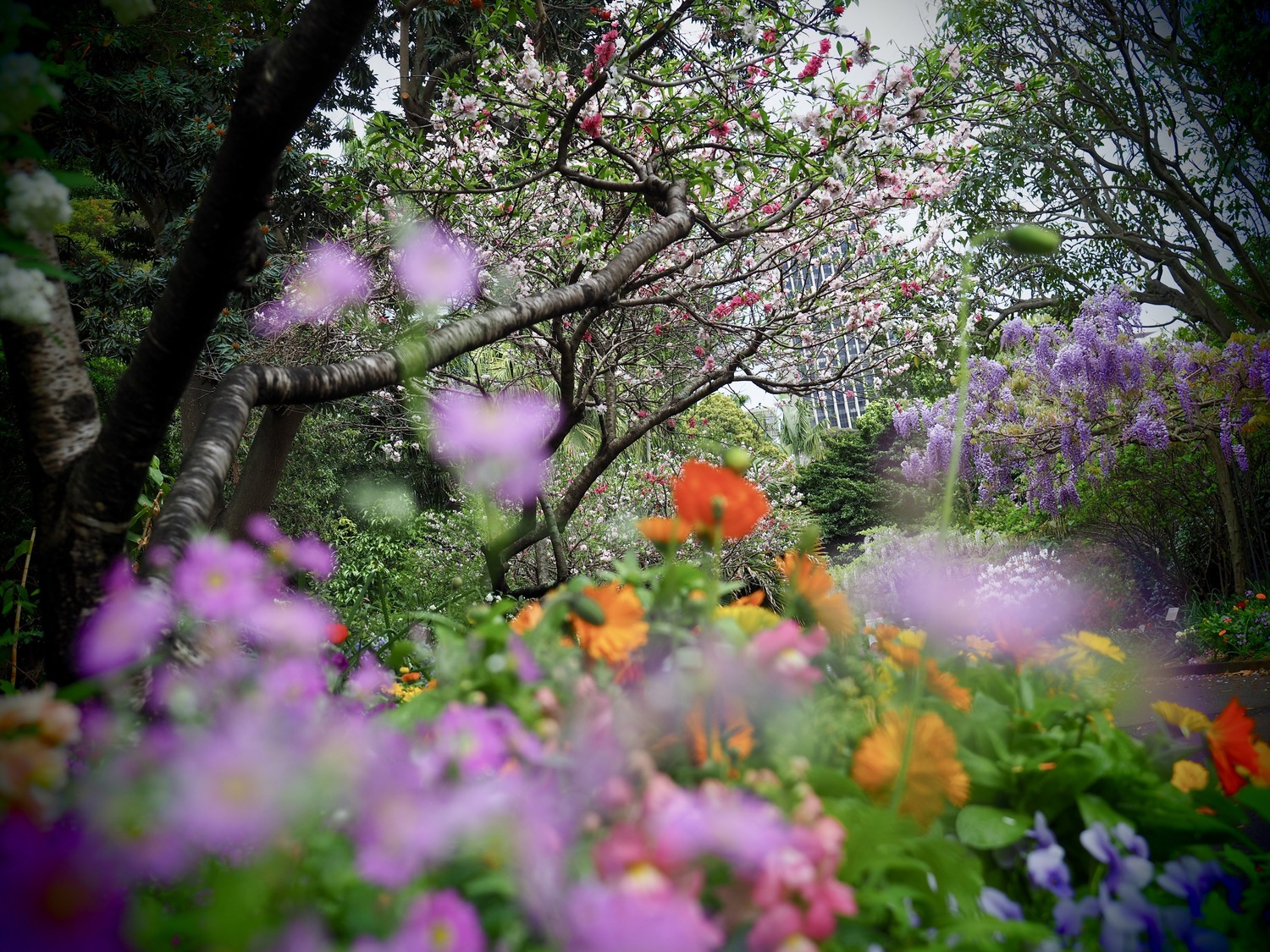 Purple - Botanical Gardens (Framed)