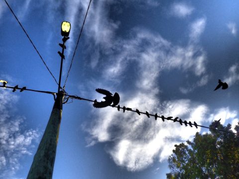 Bird on a wire #1 (Framed)