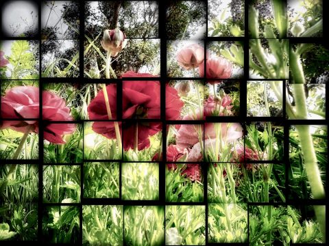 Poppies Mosaic (Print only)