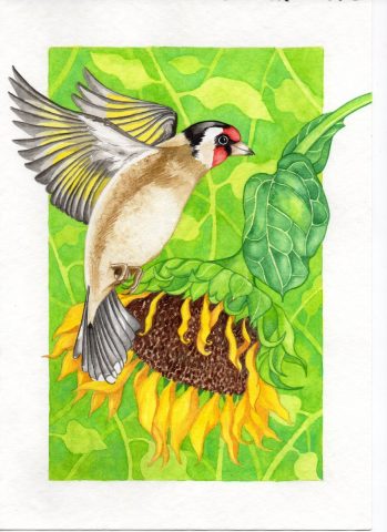 Goldfinch and Sunflower Heart