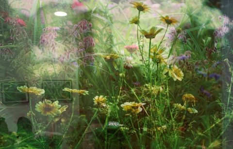 Wild Flowers(Framed)
